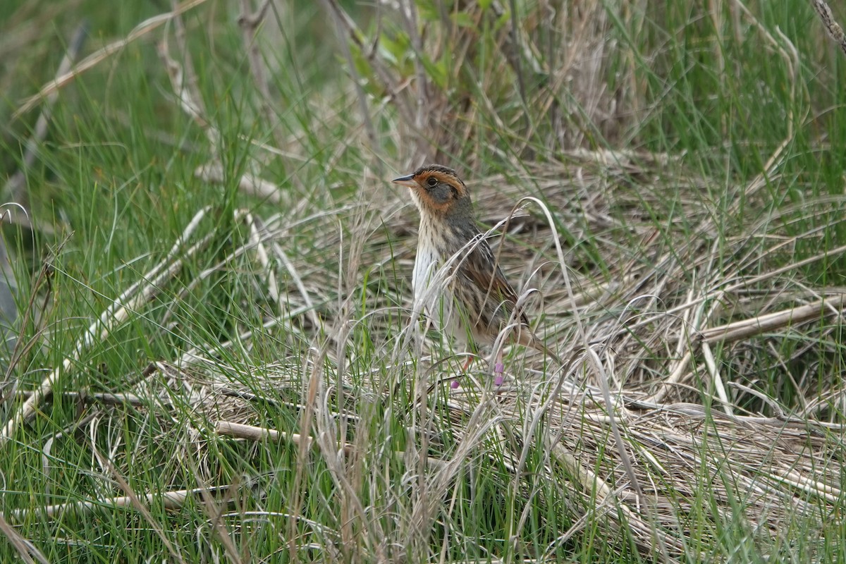 Saltmarsh Sparrow - Deirdre Robinson