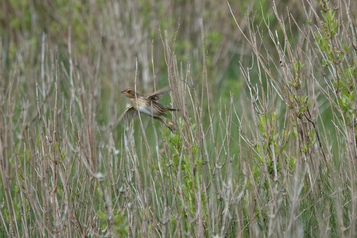 Saltmarsh Sparrow - Deirdre Robinson