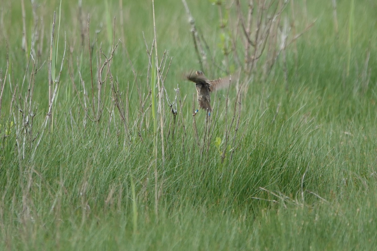 Saltmarsh Sparrow - Deirdre Robinson