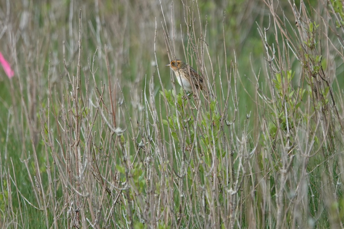 Saltmarsh Sparrow - Deirdre Robinson