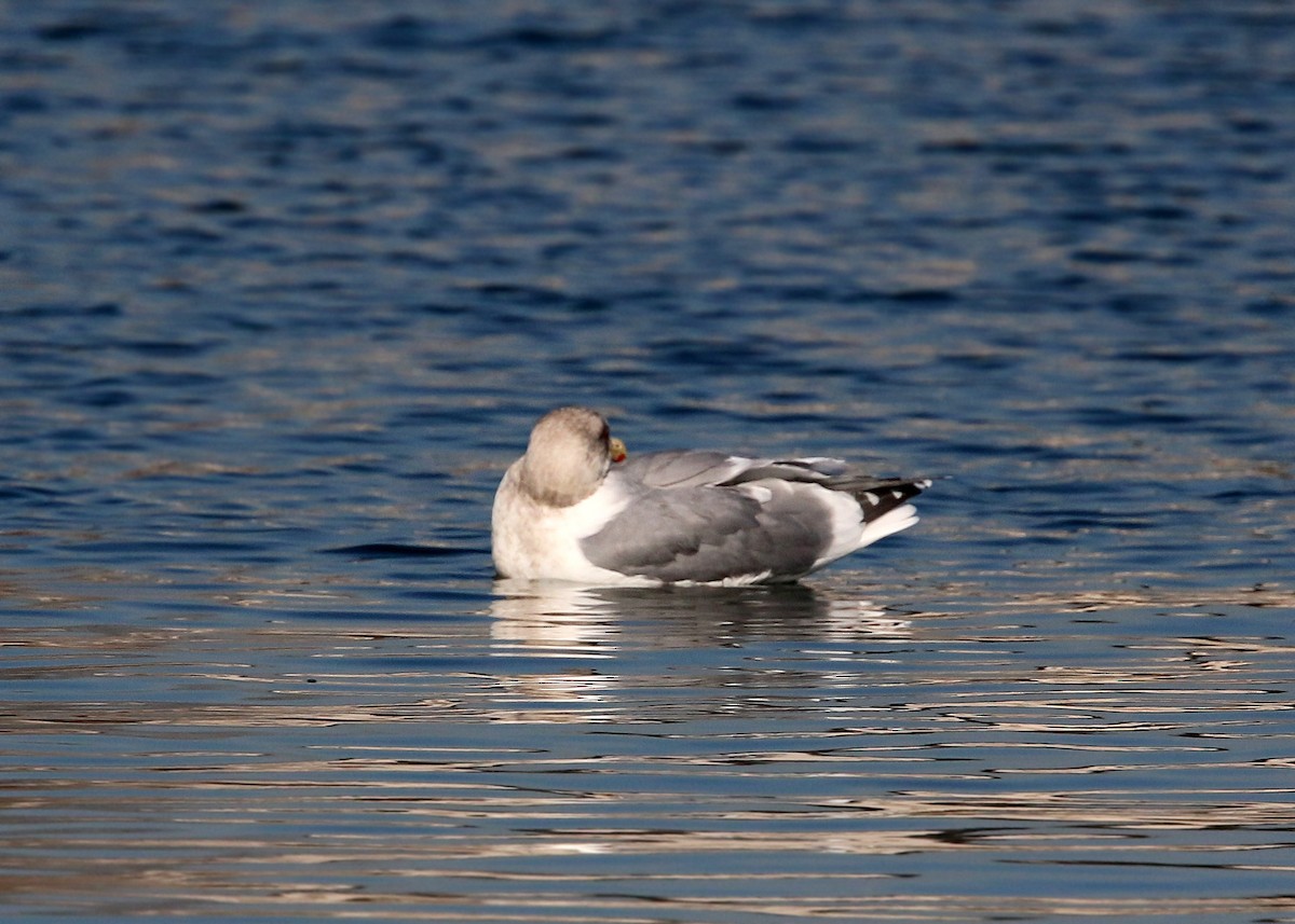 Iceland Gull (Thayer's) - William Clark