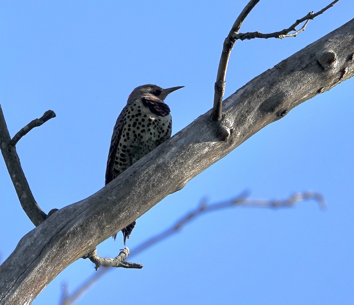 Northern Flicker - ML619392792