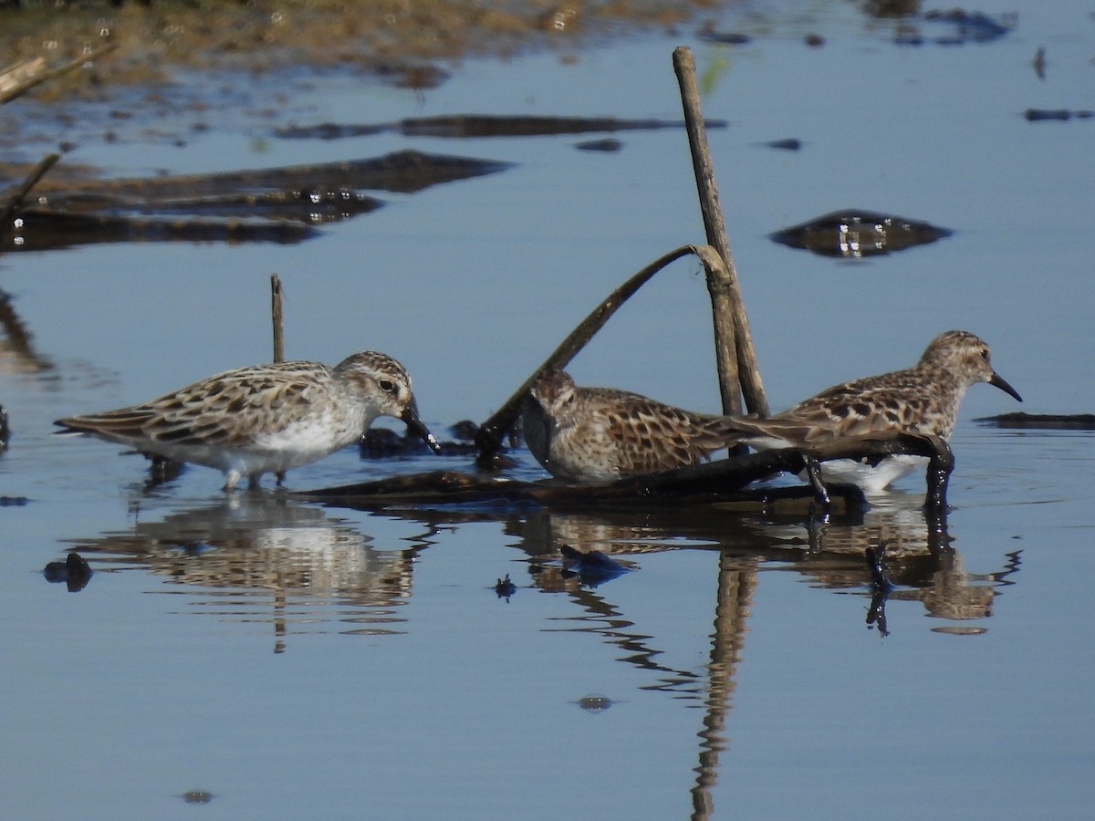 Least Sandpiper - Patricia and Richard Williams