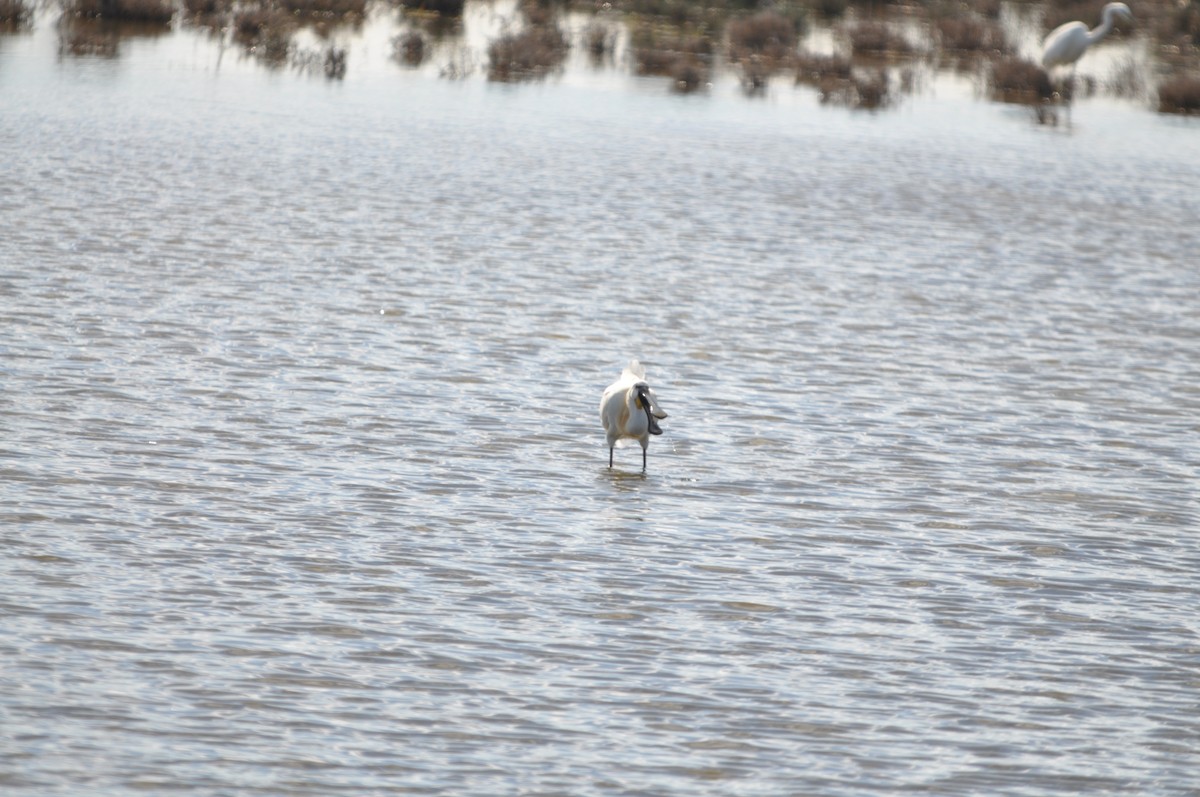 Eurasian Spoonbill - Samuel Hilaire