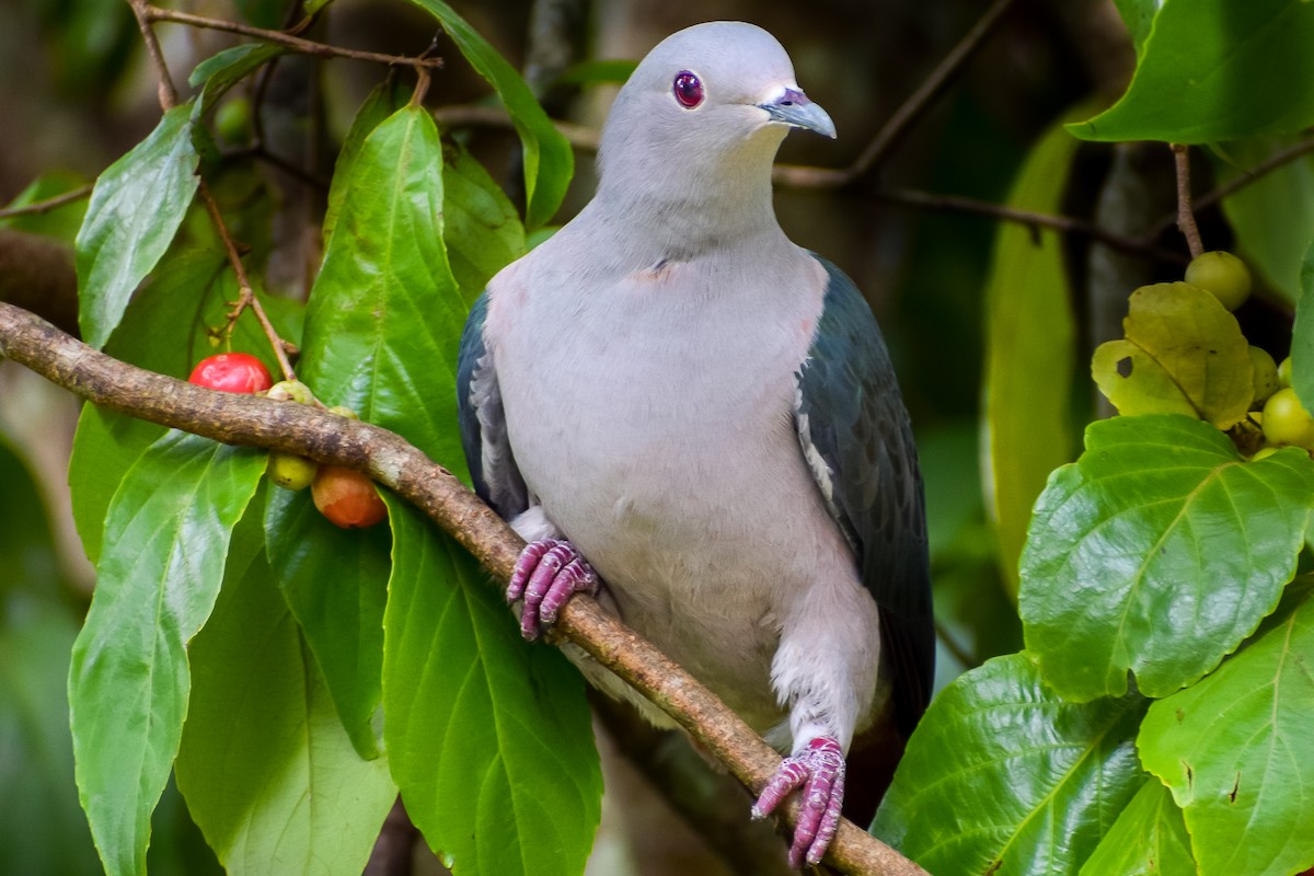 Green Imperial-Pigeon - Vikasitha Dewasurendra
