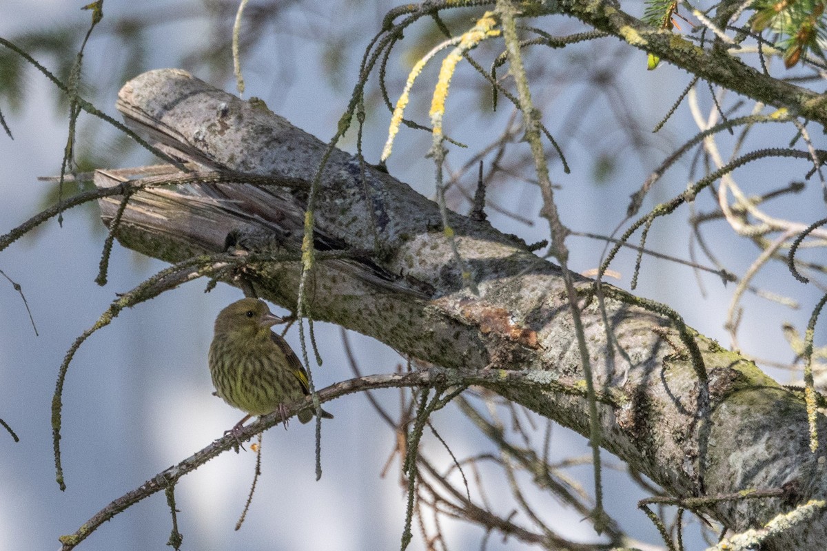 Eurasian Siskin - Carol Holmes