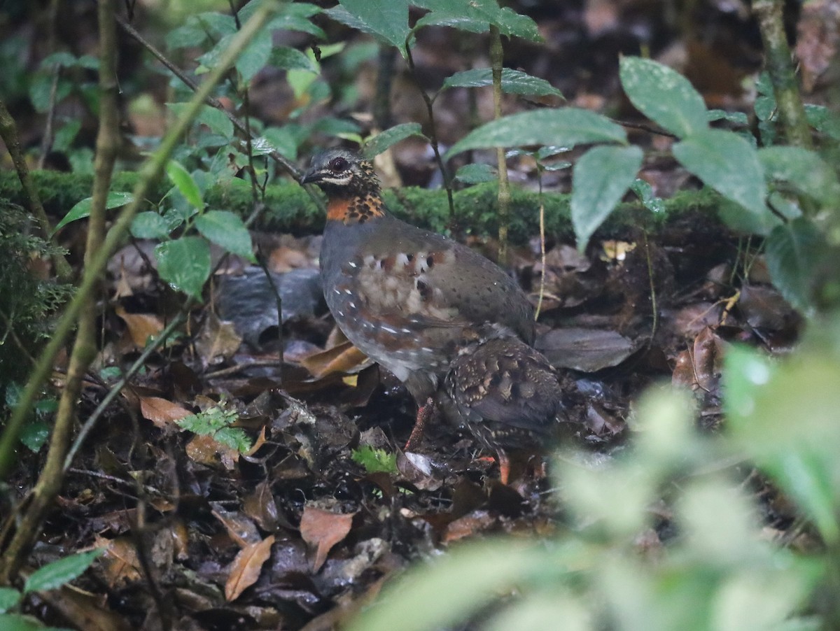 Rufous-throated Partridge - Supot Surapaetang