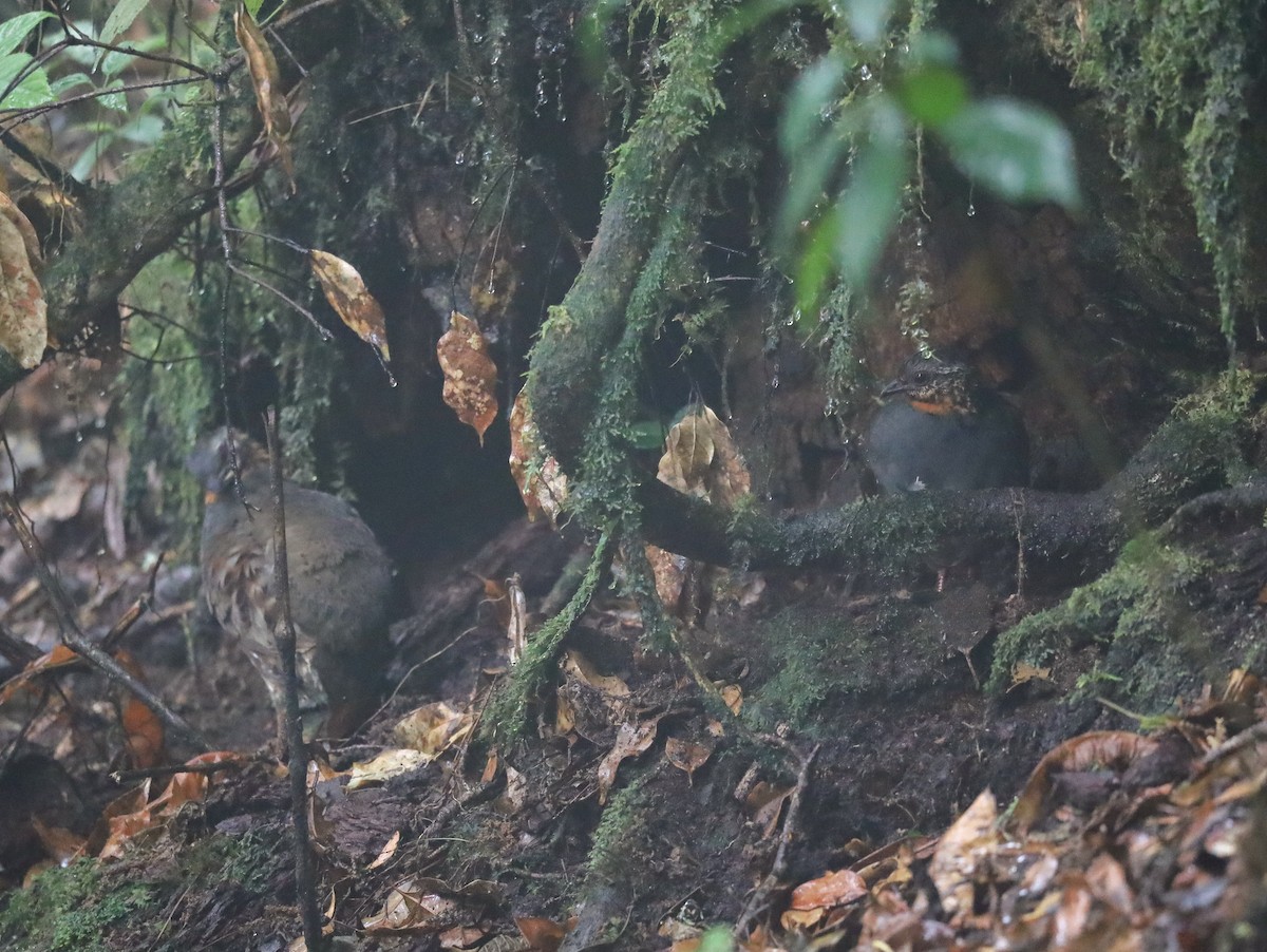 Rufous-throated Partridge - Supot Surapaetang