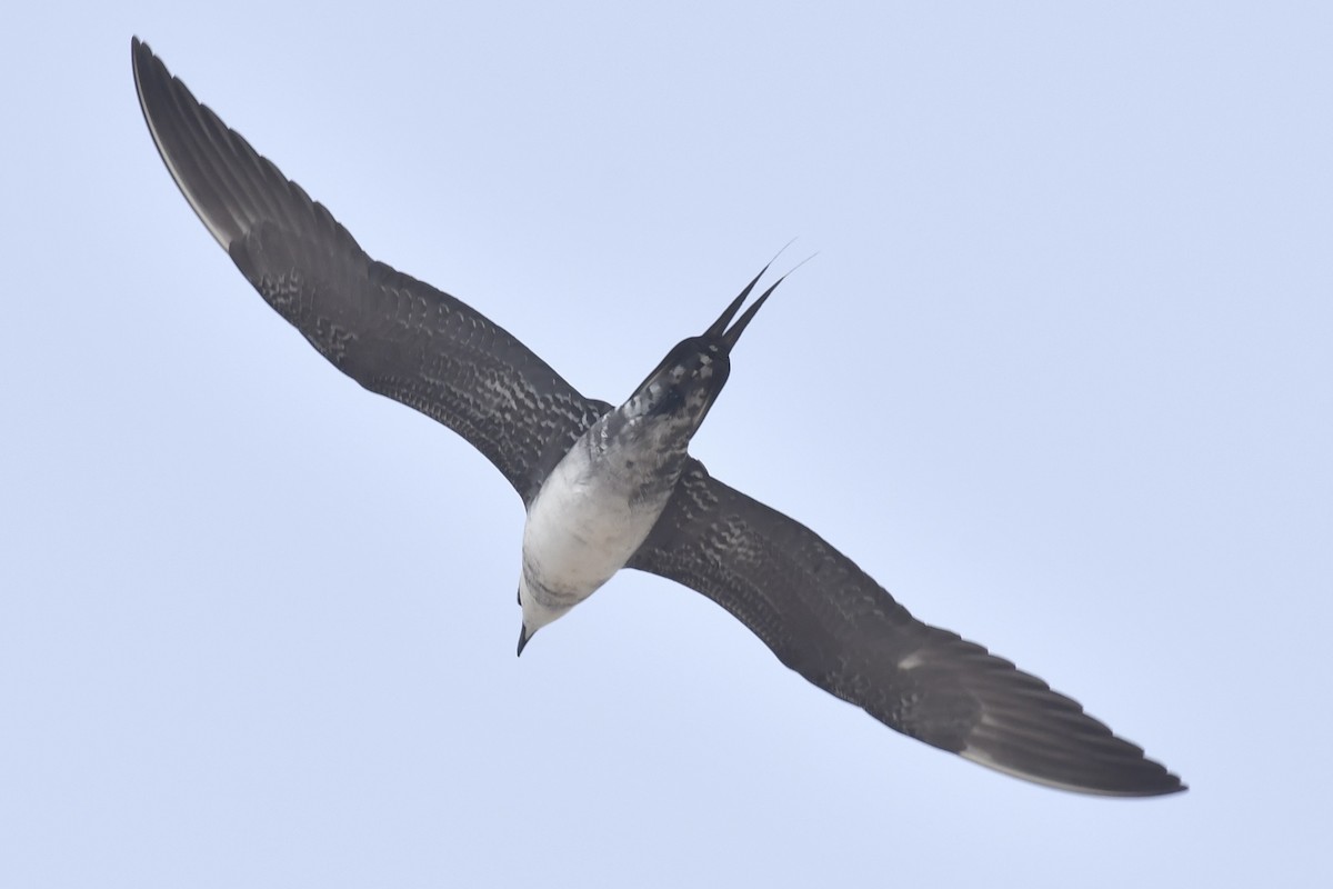 Long-tailed Jaeger - Sue Palmer