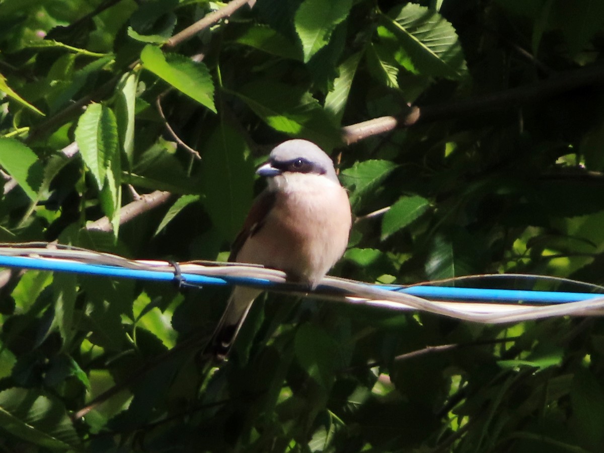 Red-backed Shrike - Kseniia Marianna Prondzynska