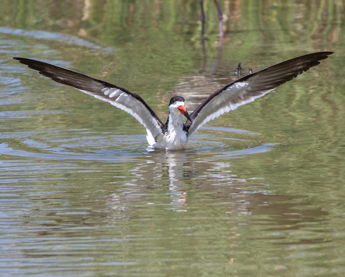 Black Skimmer - William Price