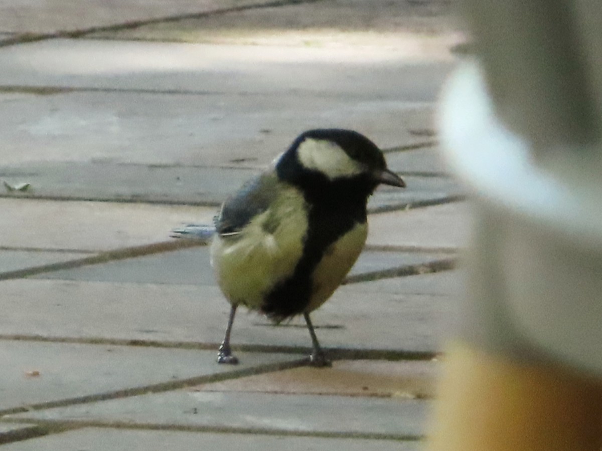 Great Tit - Kseniia Marianna Prondzynska