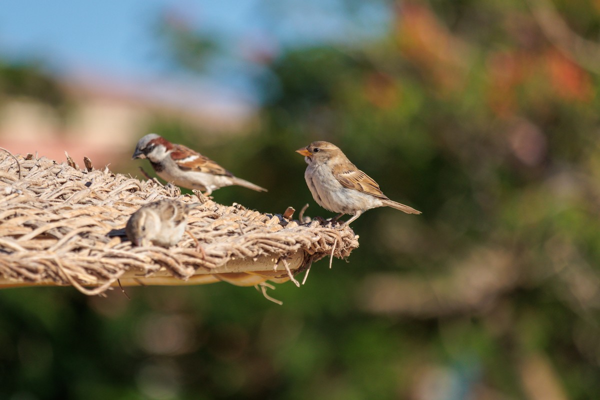 House Sparrow - Mikhail Pechenkin