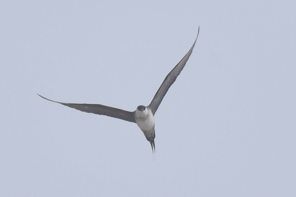 Long-tailed Jaeger - Sue Palmer