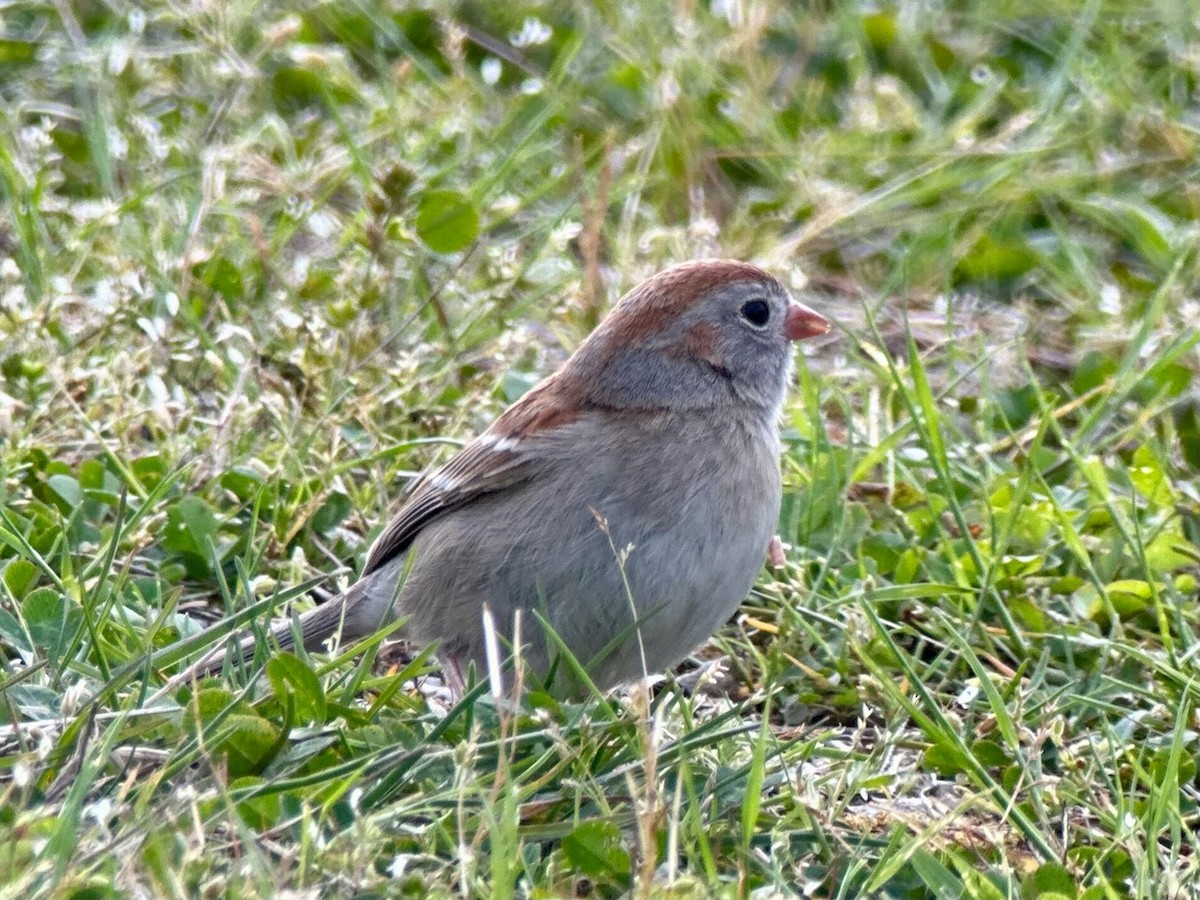 Field Sparrow - Jeff Bouton
