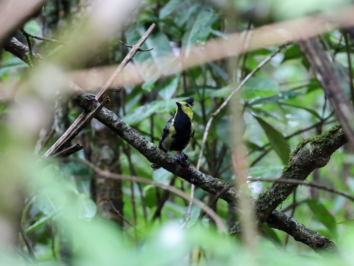 Yellow-cheeked Tit - Supot Surapaetang