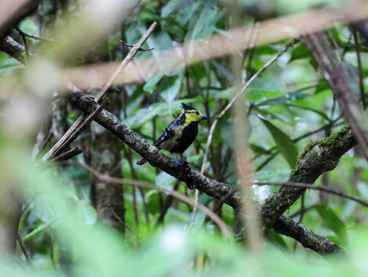 Yellow-cheeked Tit - Supot Surapaetang