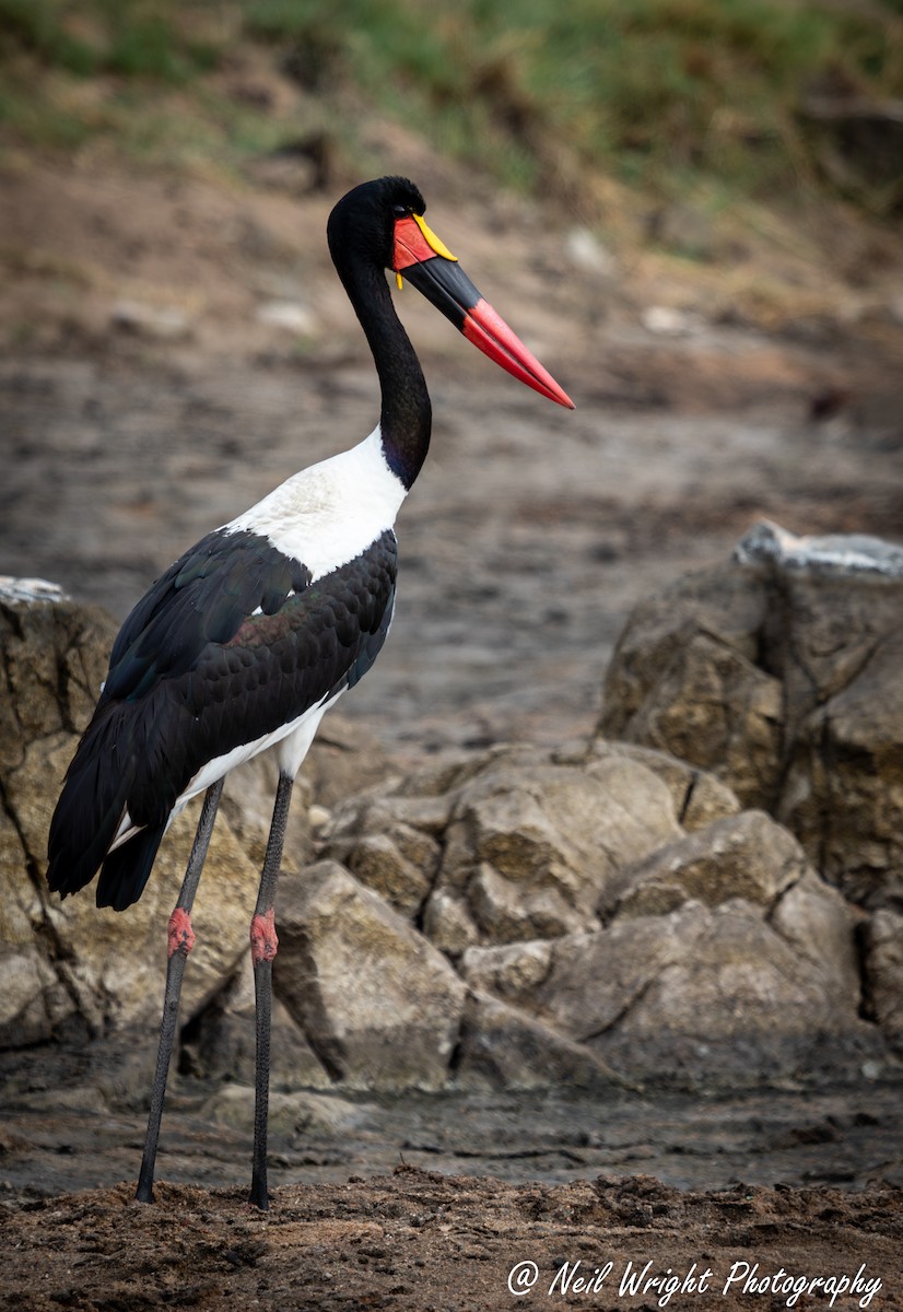 Saddle-billed Stork - ML619392896