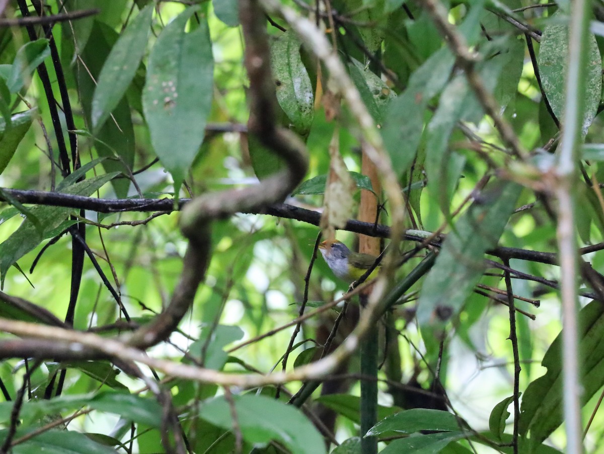 Mountain Tailorbird - Supot Surapaetang