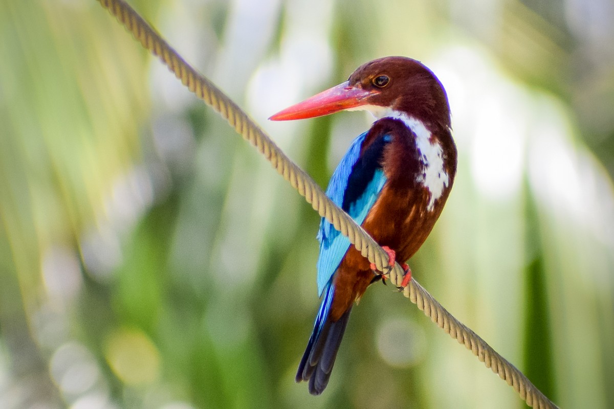 White-throated Kingfisher - Vikasitha Dewasurendra