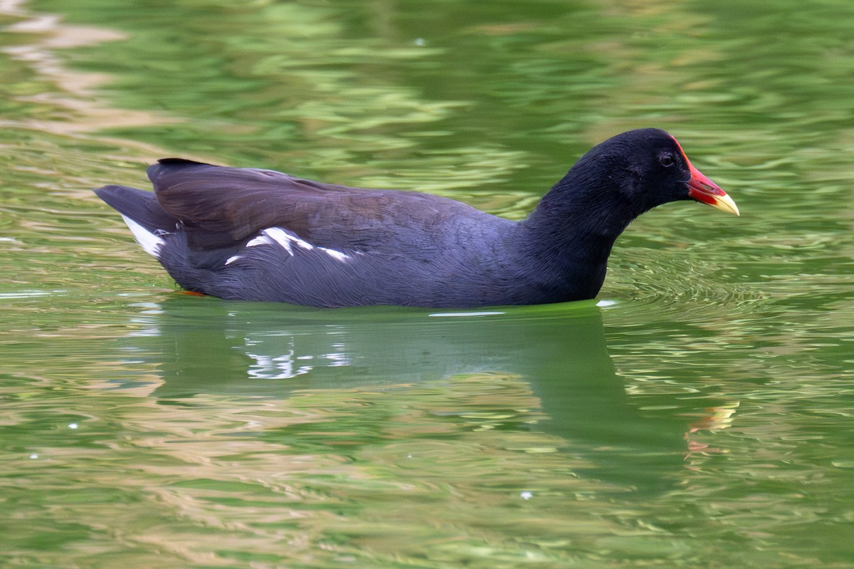 Common Gallinule - ML619392919