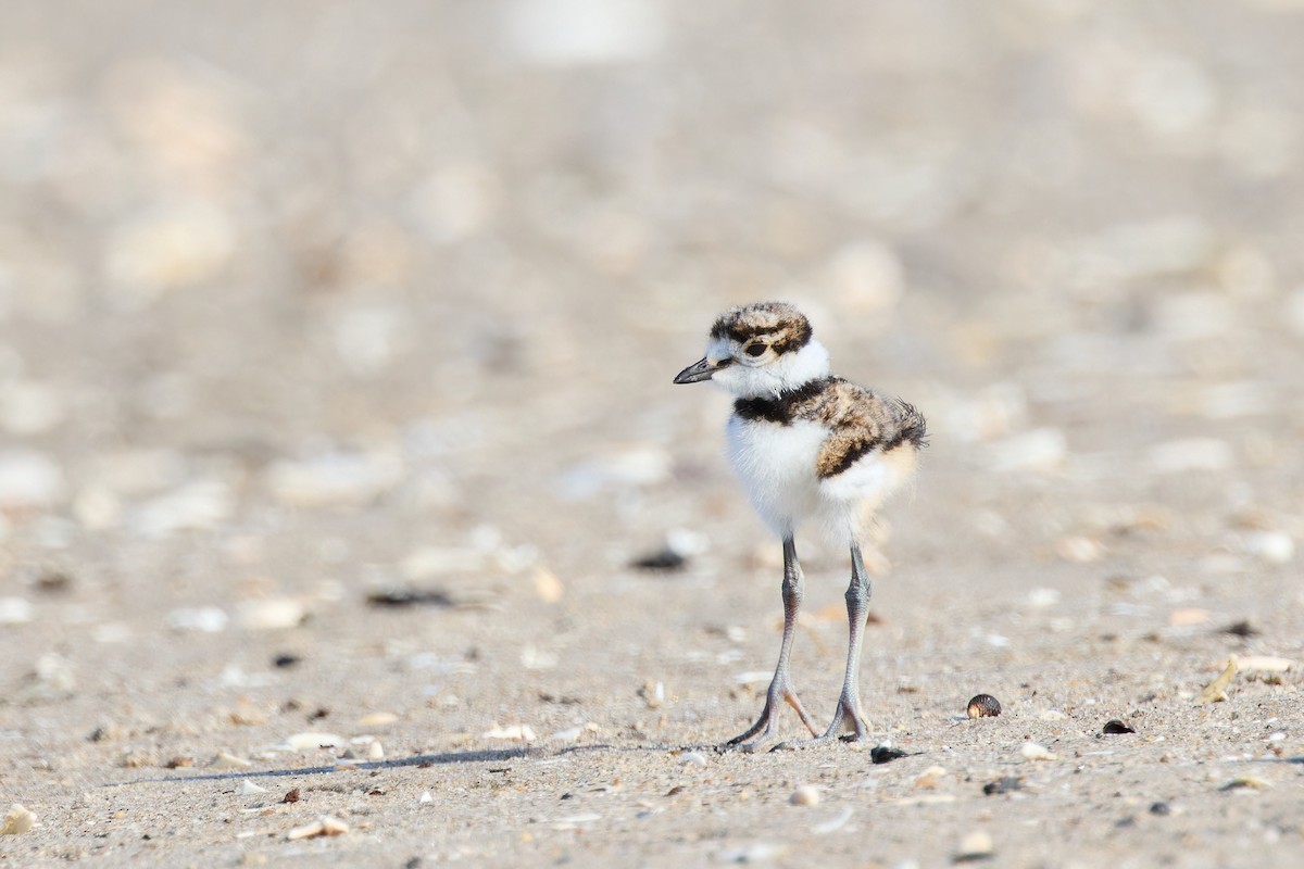 Killdeer - Ant Tab