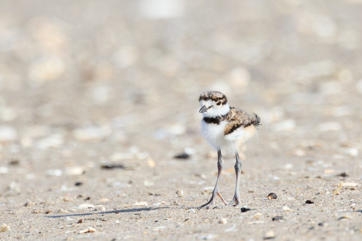 Killdeer - Ant Tab