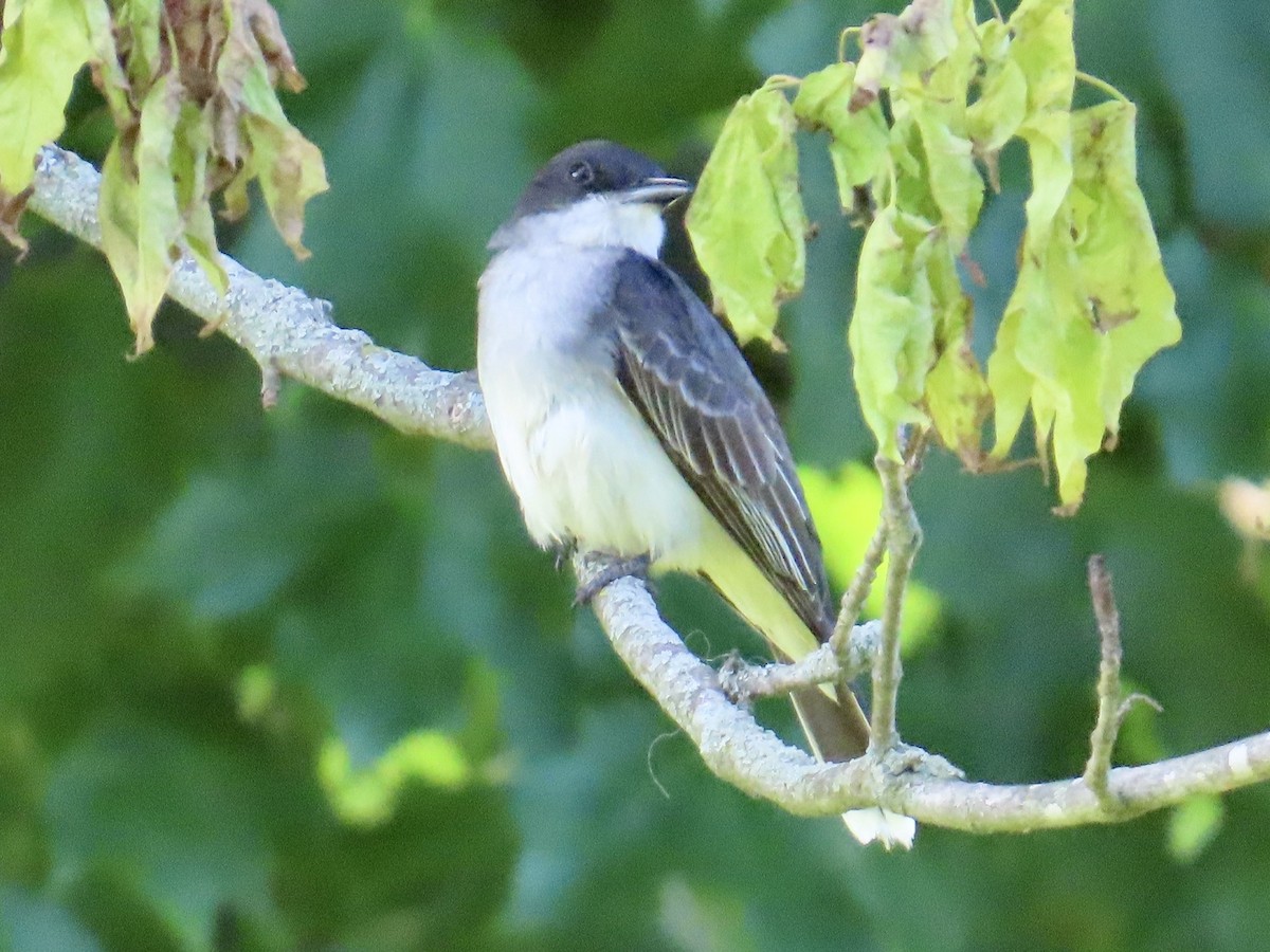 Eastern Kingbird - Angela Romanczuk