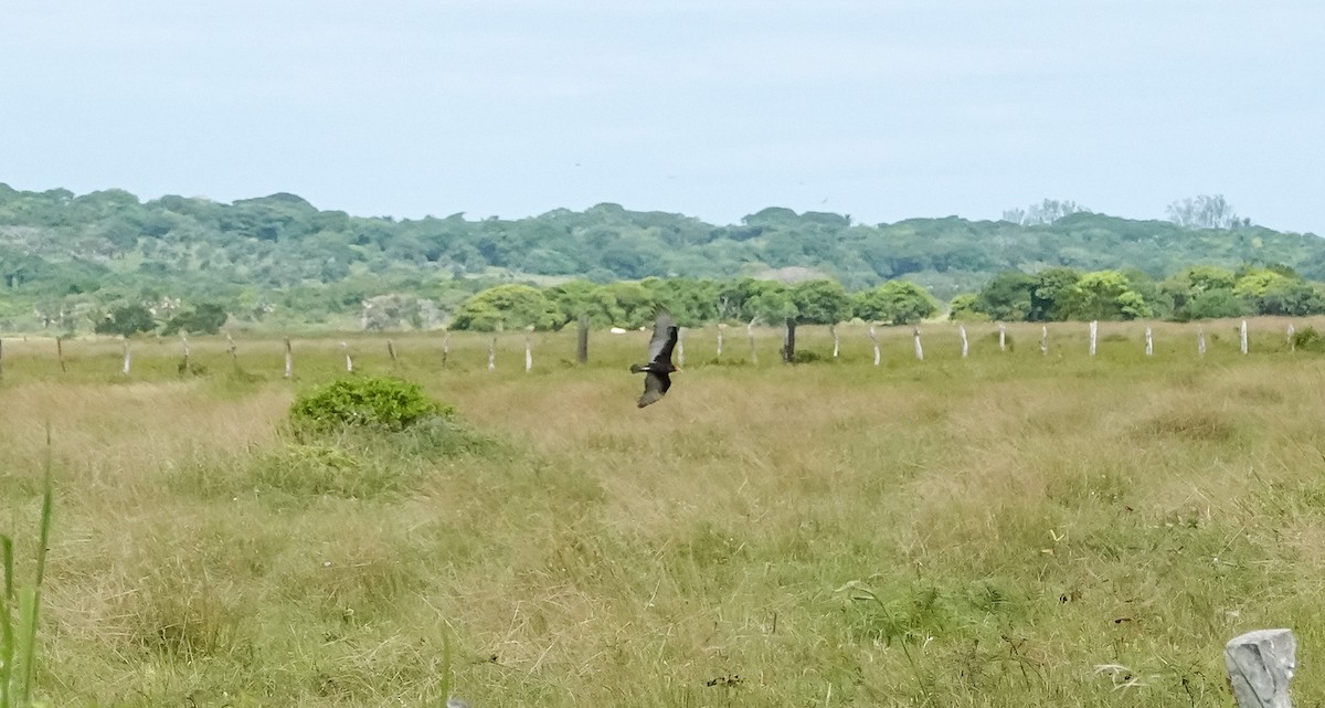 Lesser Yellow-headed Vulture - Laura Voight