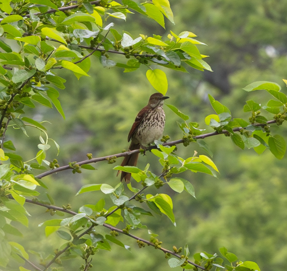 Brown Thrasher - Dan Kirk