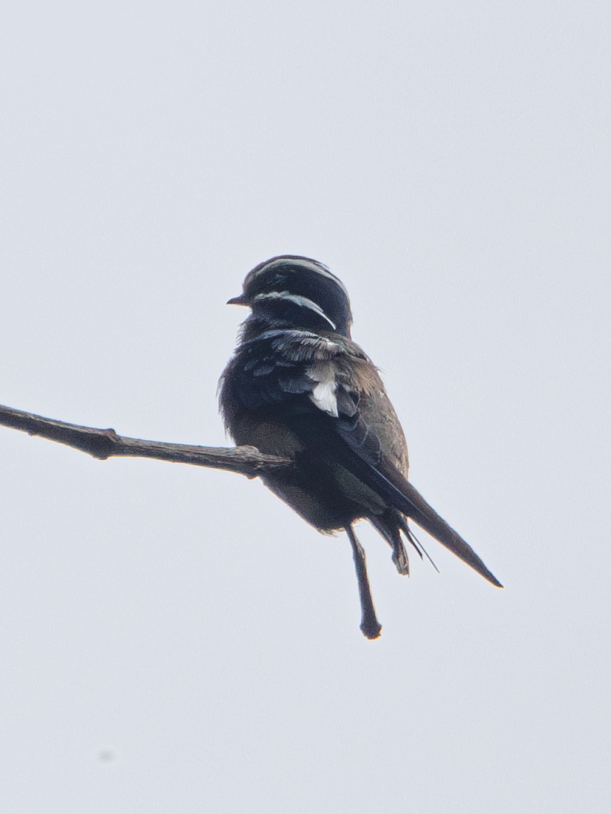 Whiskered Treeswift - ML619392955