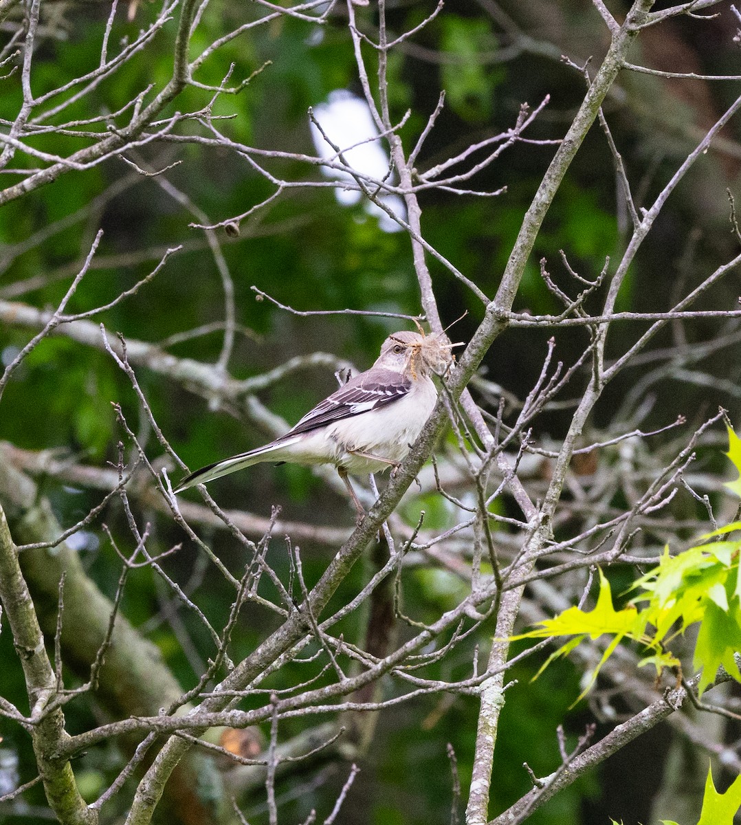 Northern Mockingbird - Dan Kirk