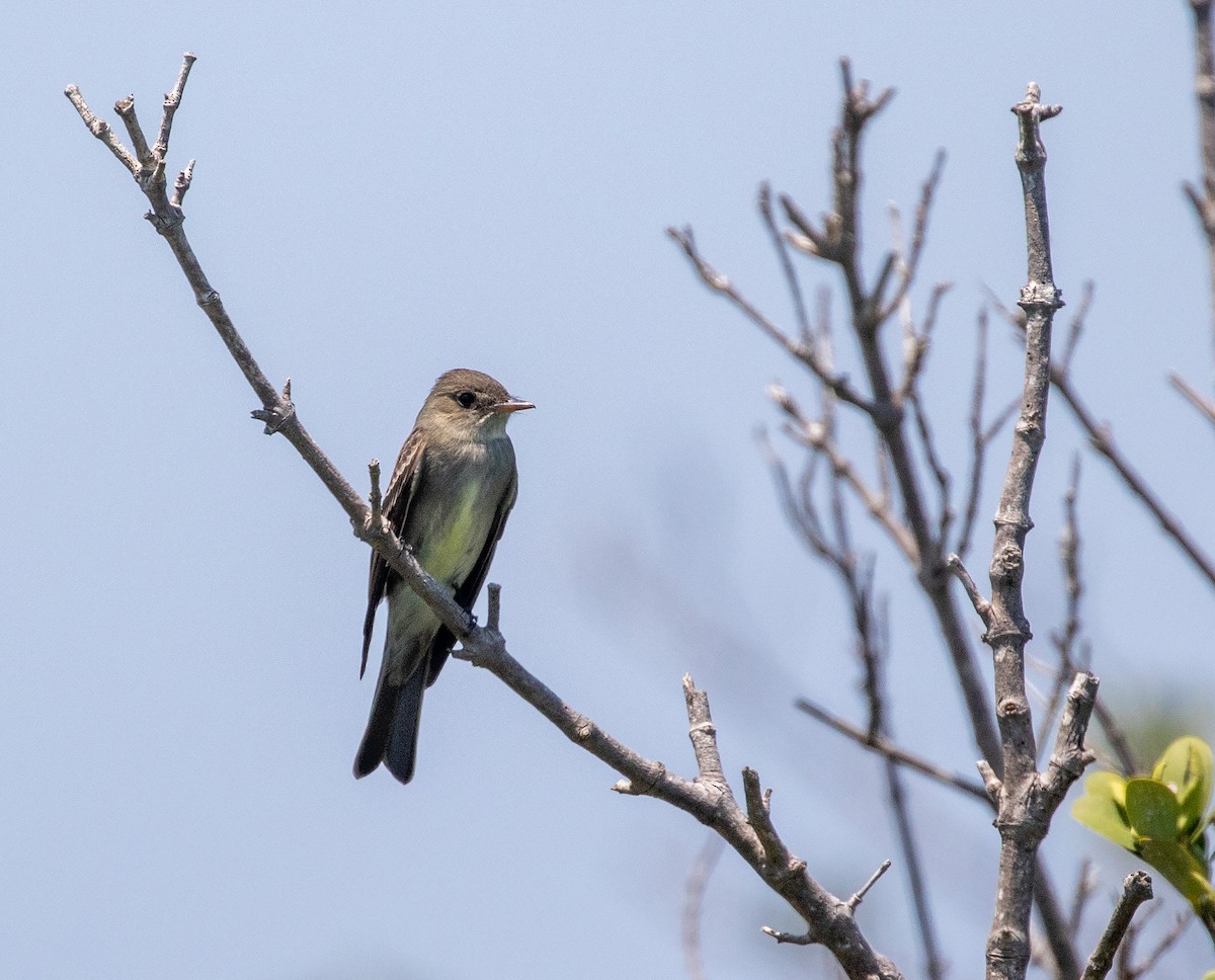 Eastern Wood-Pewee - William Price