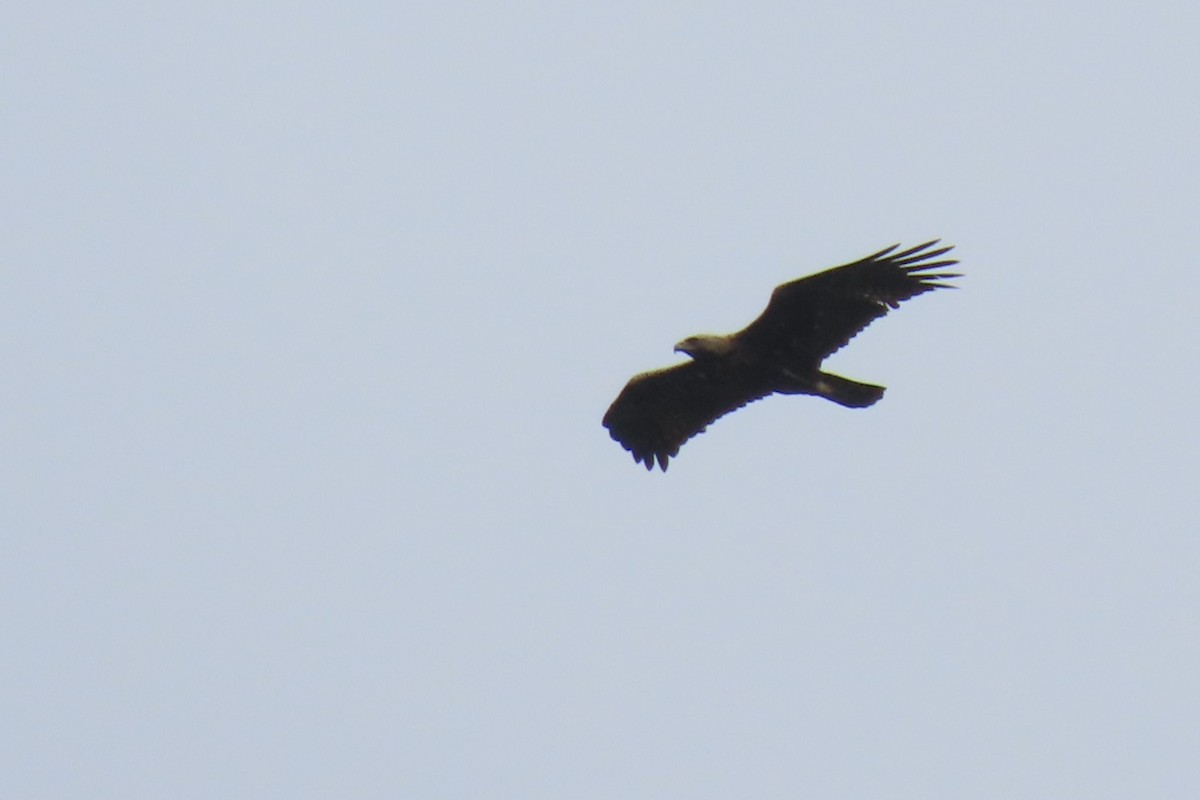 Golden Eagle - Paulo Alves