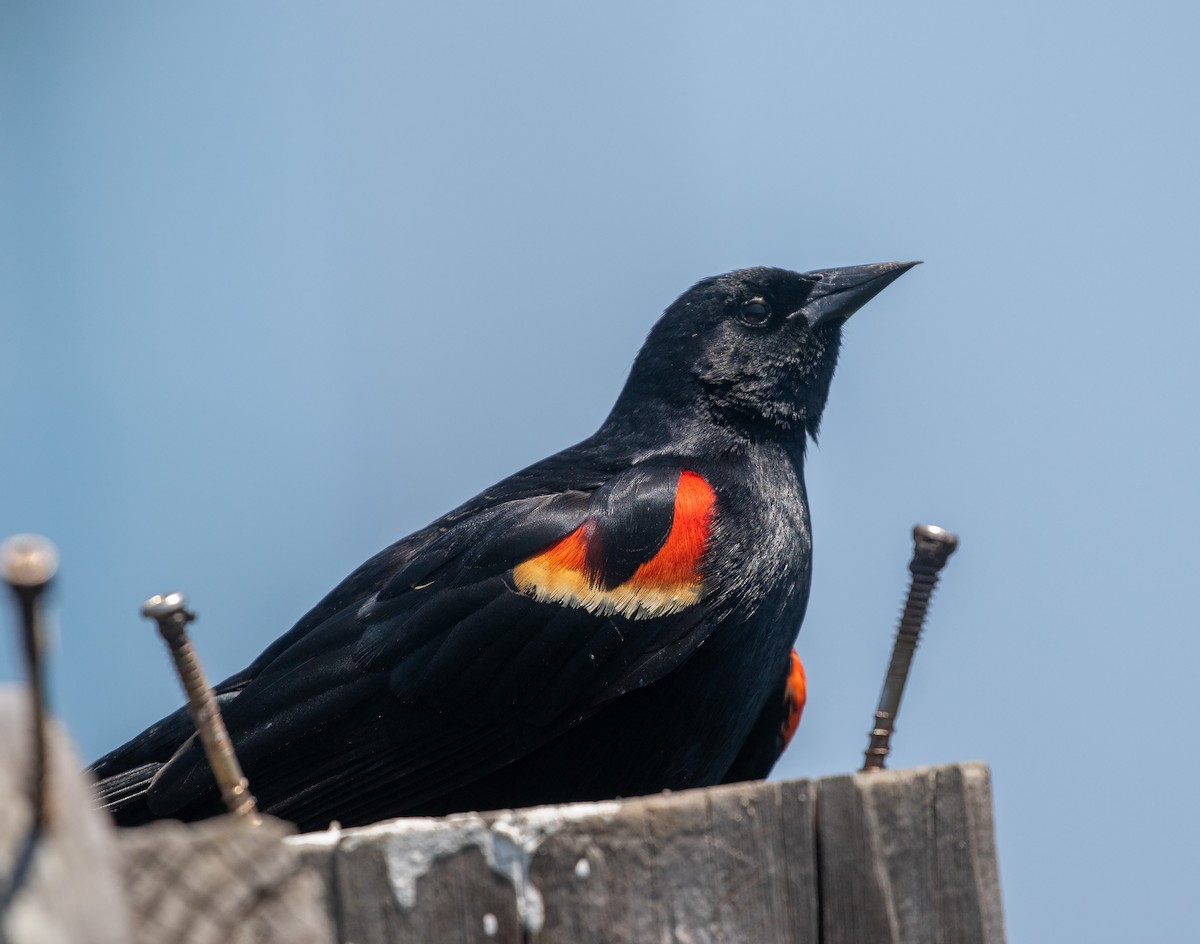 Red-winged Blackbird (Red-winged) - William Price