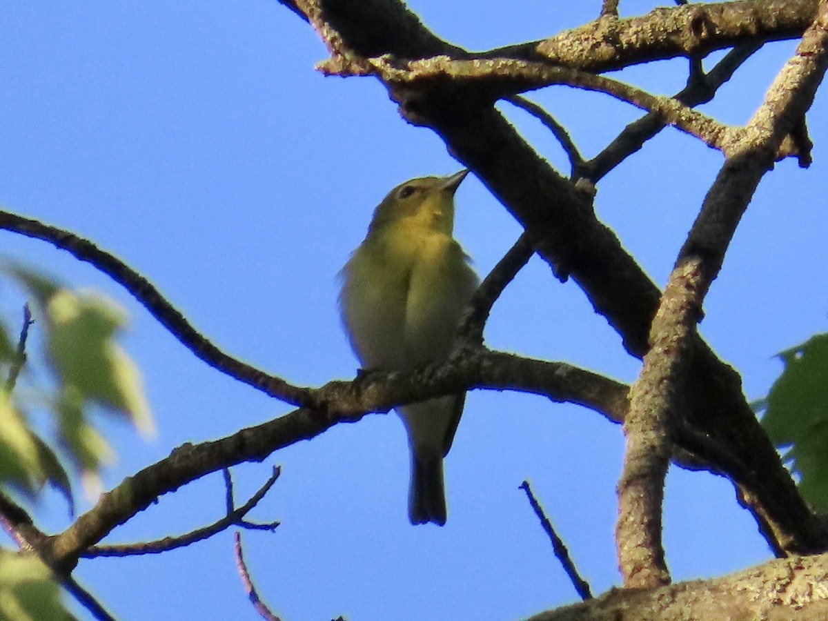 Yellow-throated Vireo - Angela Romanczuk