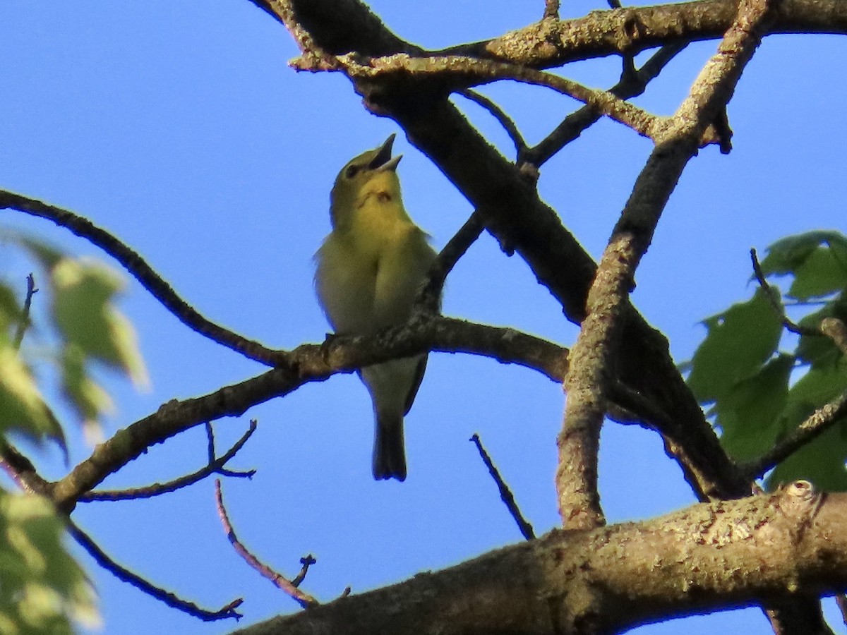 Yellow-throated Vireo - Angela Romanczuk