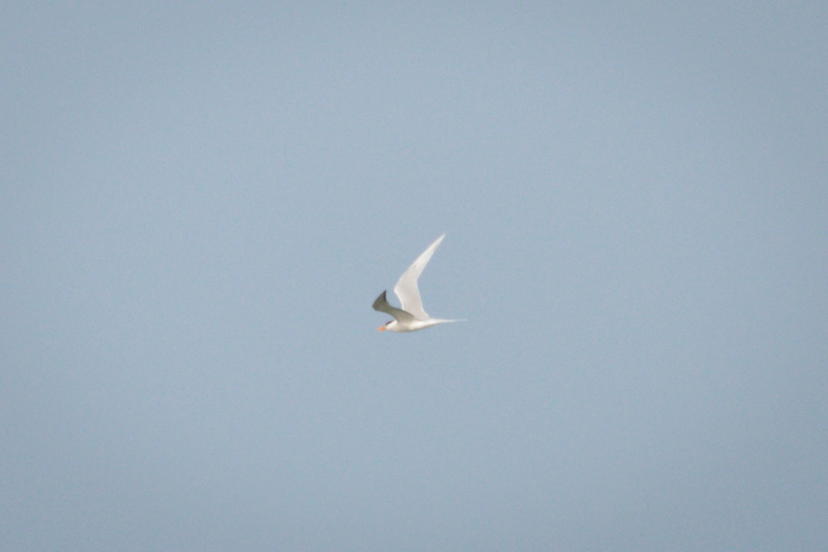 Lesser Crested Tern - ML619392999