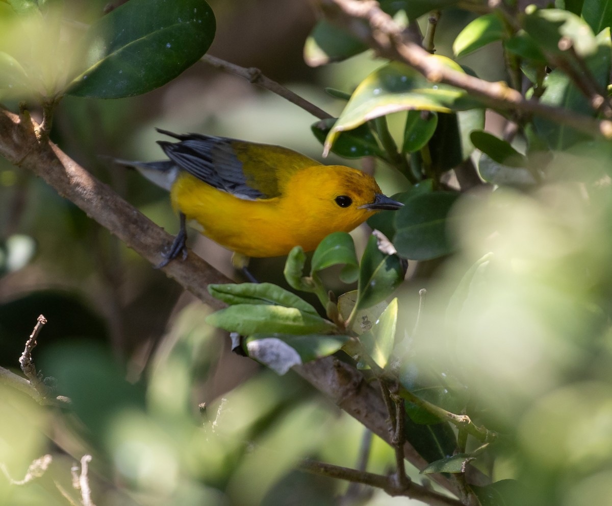 Prothonotary Warbler - William Price