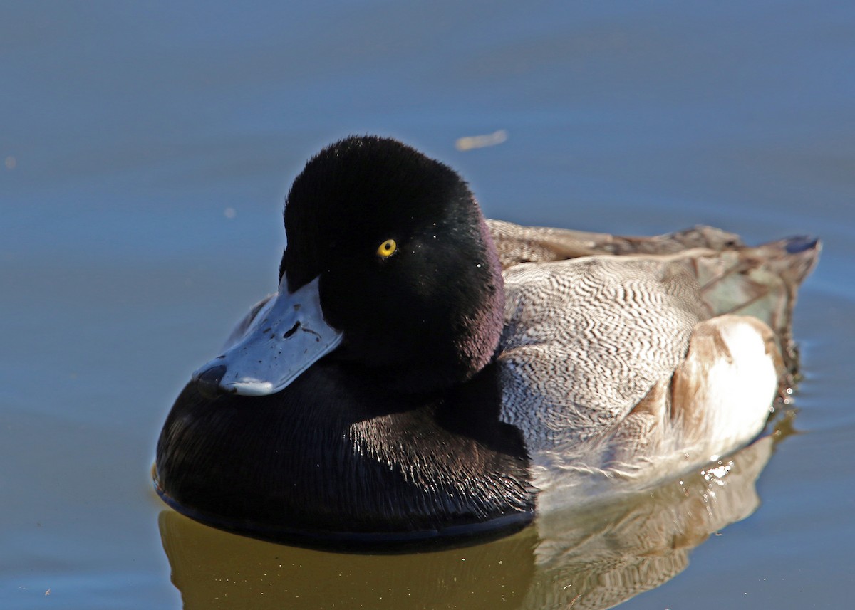 Lesser Scaup - William Clark