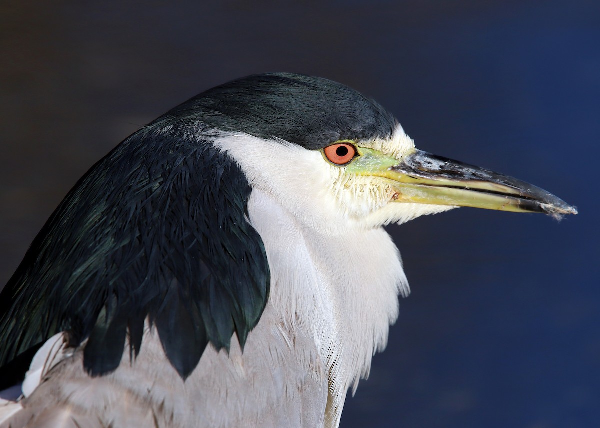 Black-crowned Night Heron - William Clark