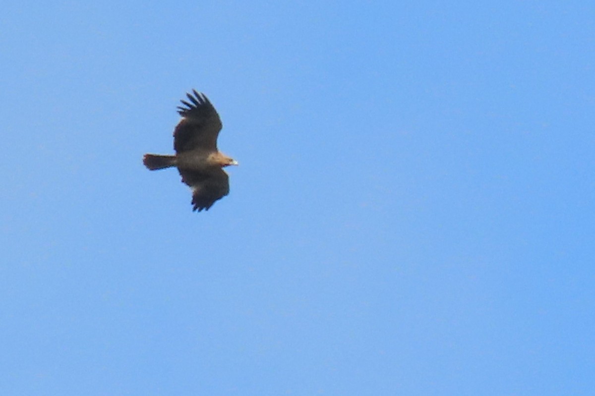 Águila Imperial Ibérica - ML619393036