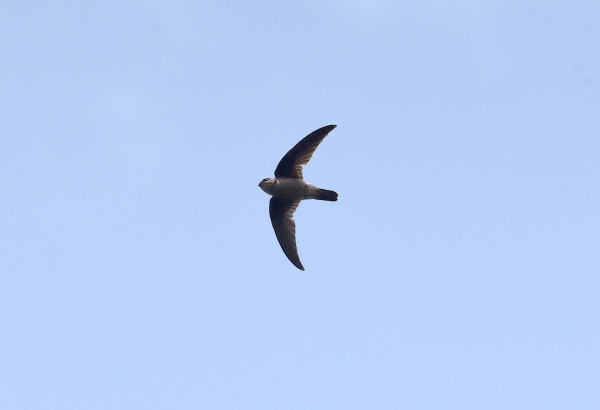 Volcano Swiftlet - ML619393051