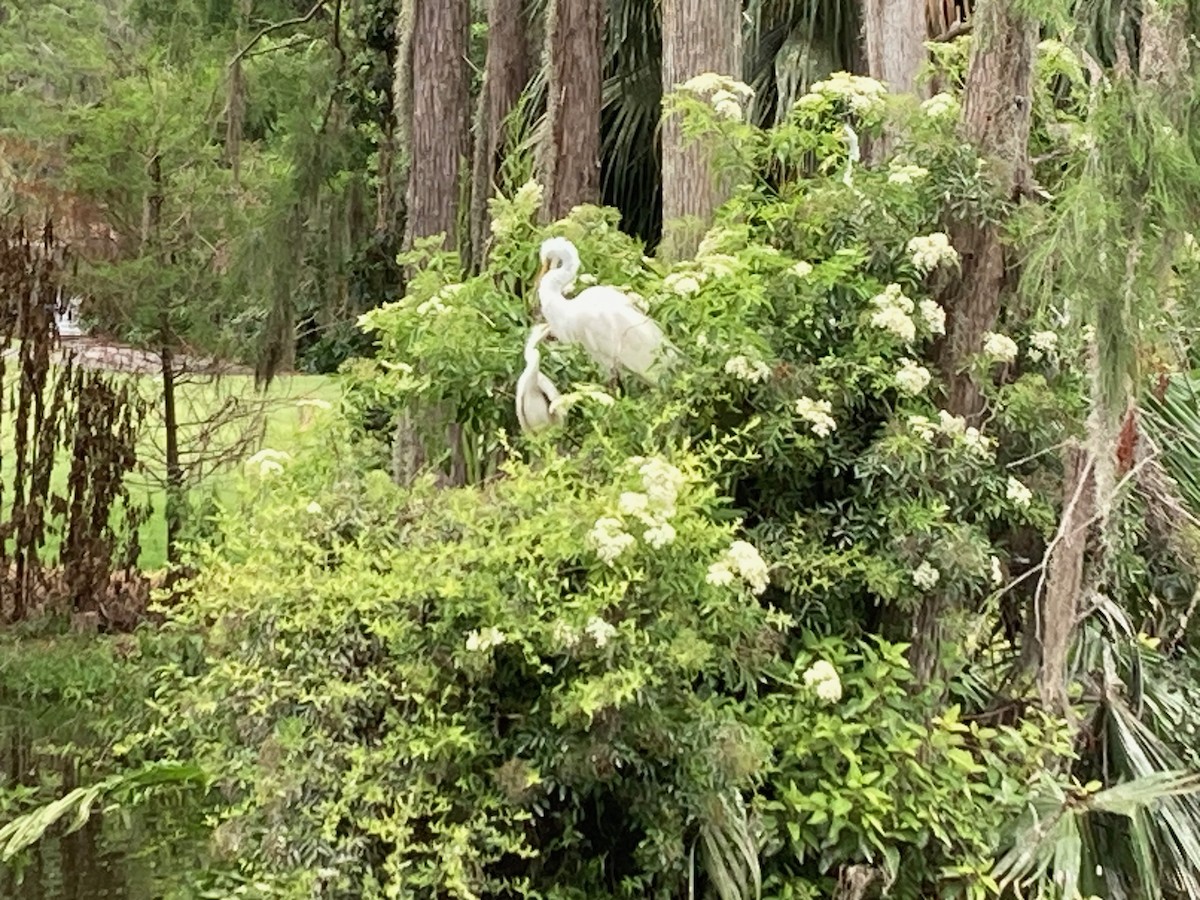 Great Egret - Susan Darovec