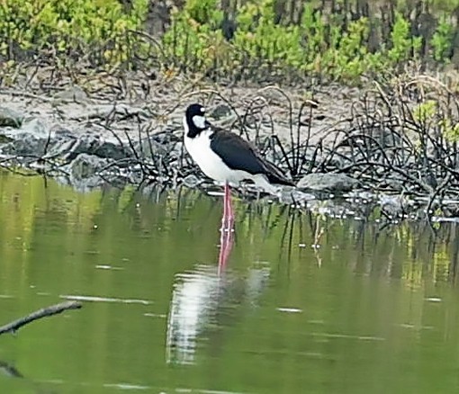 Black-necked Stilt (Black-necked) - Maciej  Kotlarski