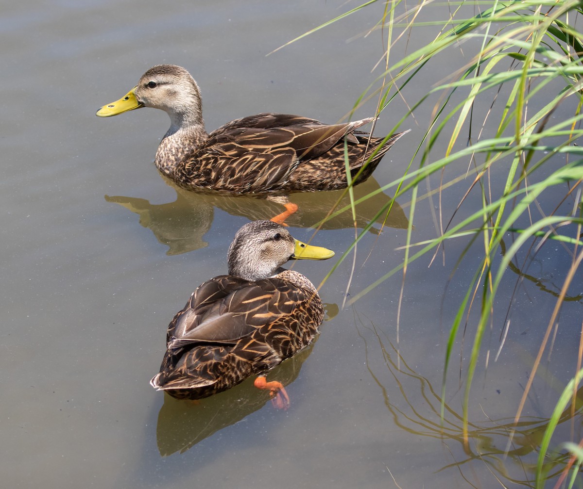 Mottled Duck - William Price