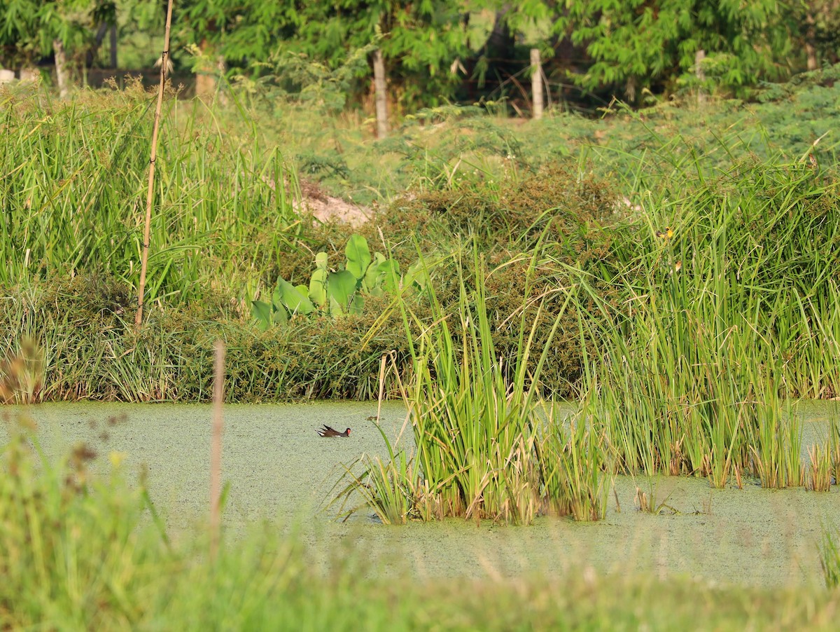 Eurasian Moorhen - ML619393067