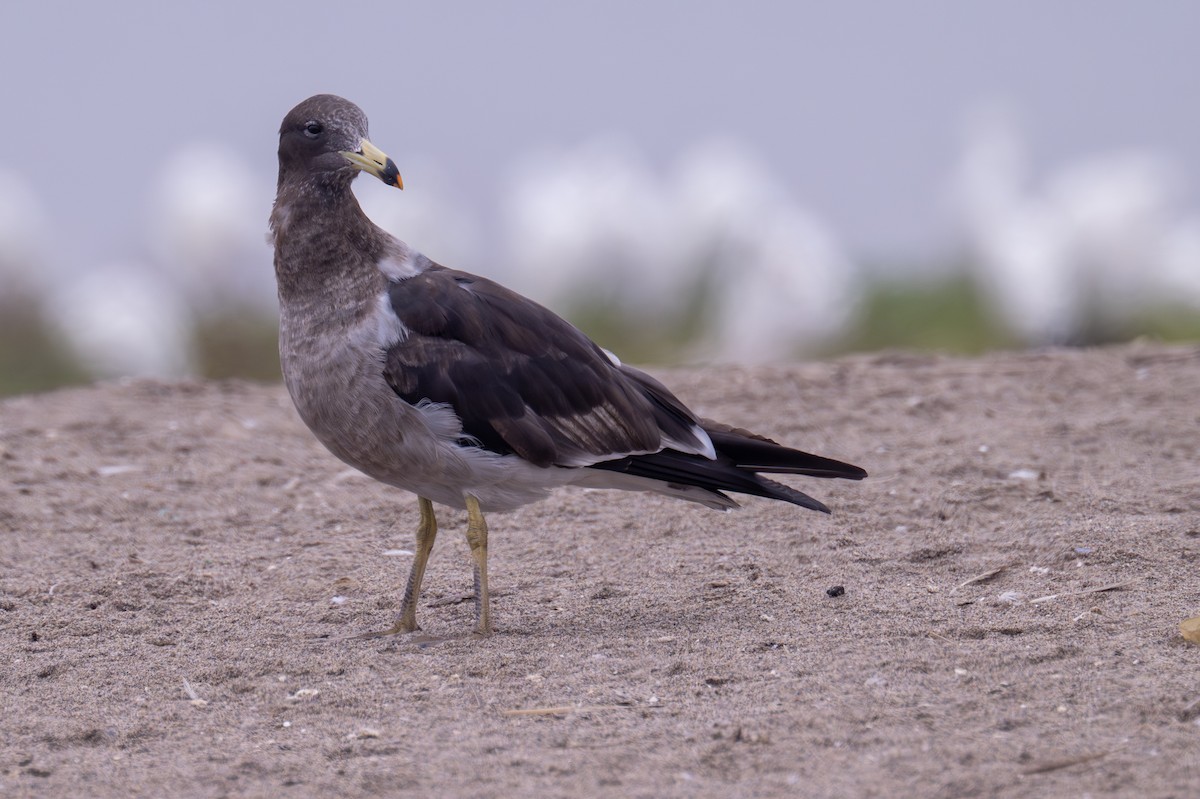 Belcher's Gull - Gerhard Josef Bauer