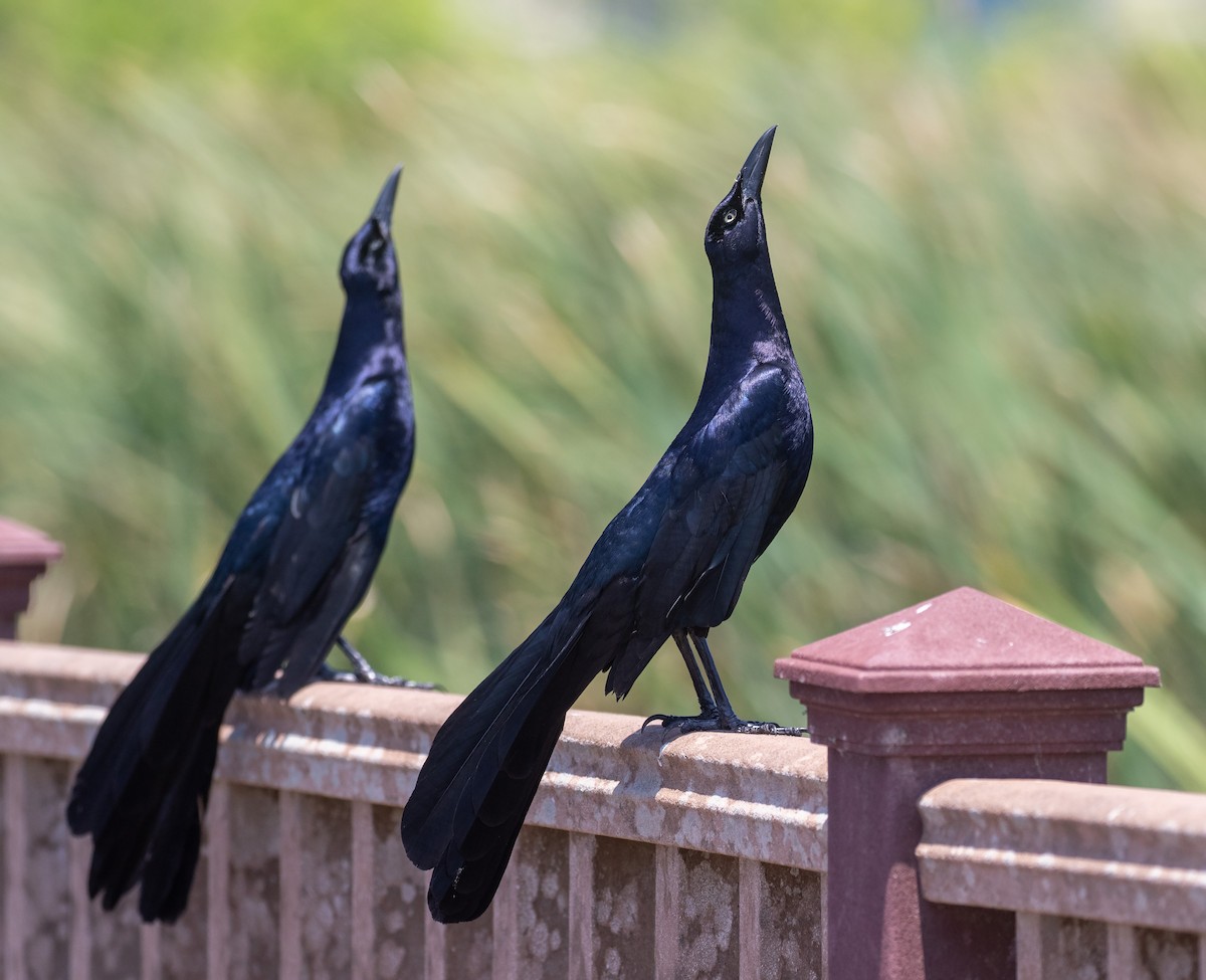 Great-tailed Grackle (Great-tailed) - William Price