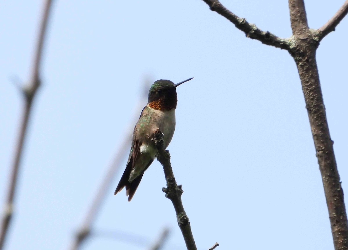 Ruby-throated Hummingbird - ML619393091